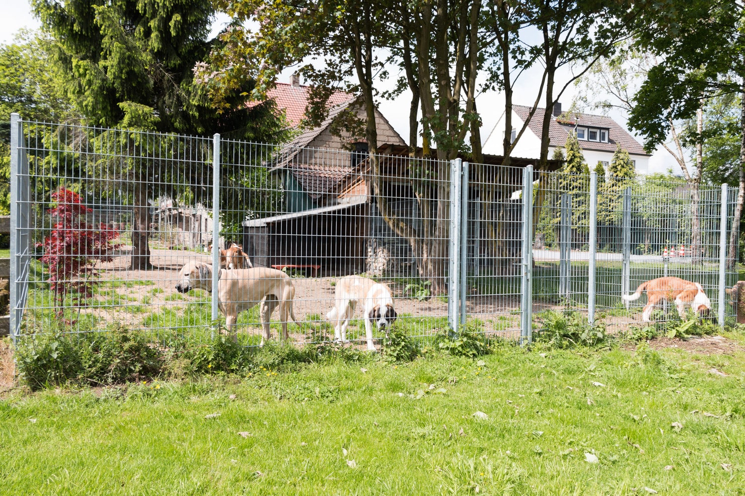 Verzinkter Doppelstabmattenzaun mit Tor um einen Hundeauslauf – Ausführung 17