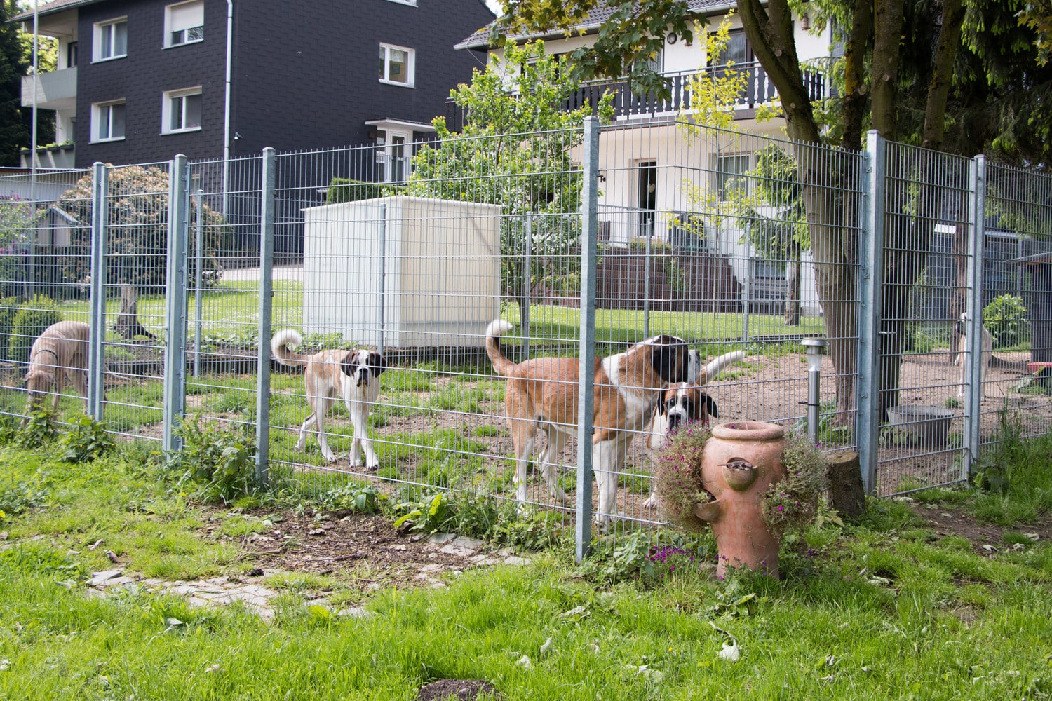 Verzinkter Doppelstabmattenzaun um einen Hundeauslauf – Ausführung 18